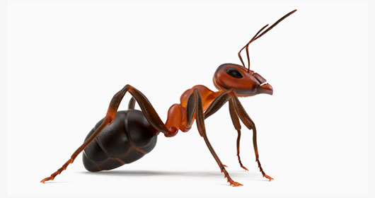 Argentine Ant