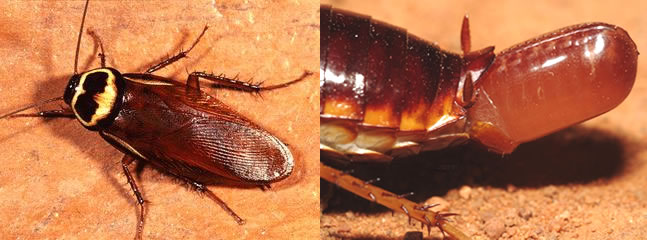 Australian Cockroach