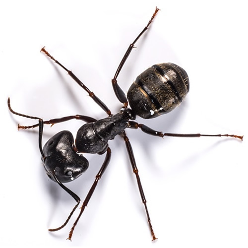 Black House Ant