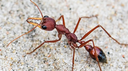 Bulldog Ant (Bull Ant)