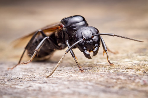 Carpenter Ant (aka; Sugar Ants)