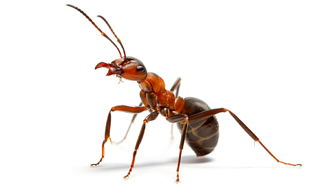 Coastal Brown Ant