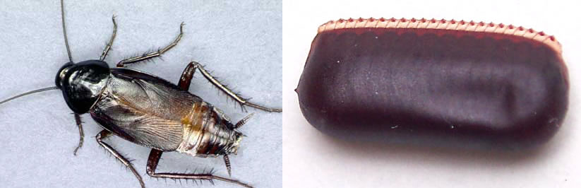 Oriental Cockroach