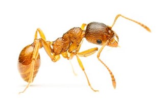 Pharaoh's Ant