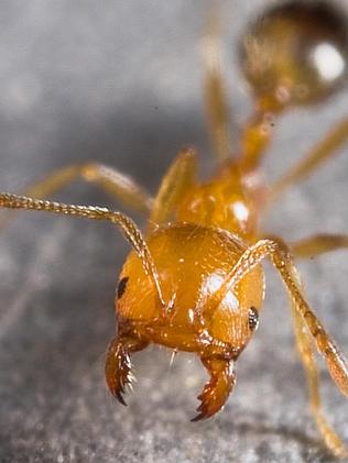 Singapore Ant