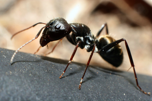 Whitefooted House Ant (aka; Black Ants)