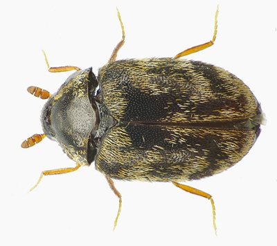Australian Carpet Beetle Adult