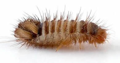 Australian Carpet Beetle Larvae