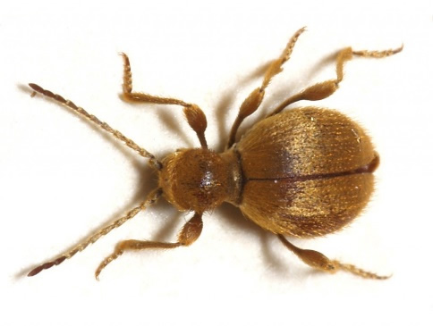 Australian Spider Beetle