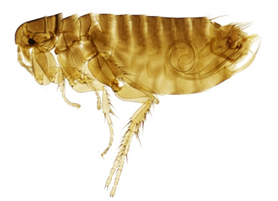 Bird Flea