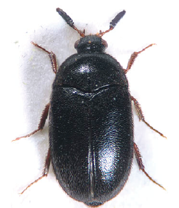 Black Carpet Beetle Adult