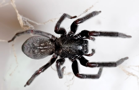 Black House Spider