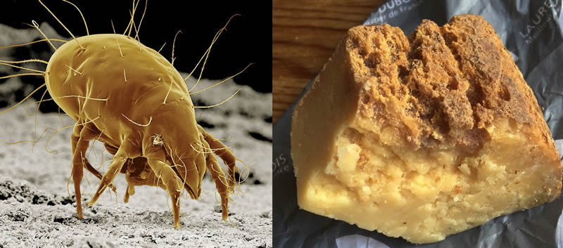 Cheese Mites