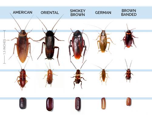 Cockroach Identification Damage