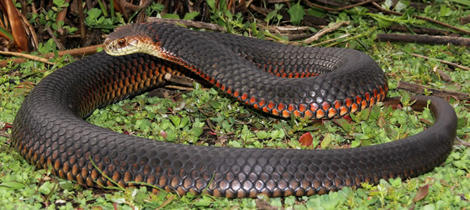 Copperhead Snake