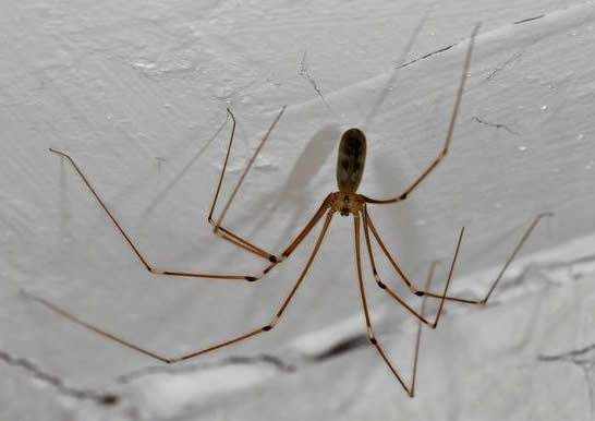 Daddy Long Legs Spider