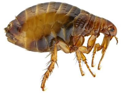 Dog Flea