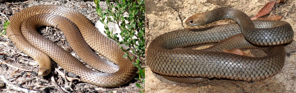 Eastern Brown Snake