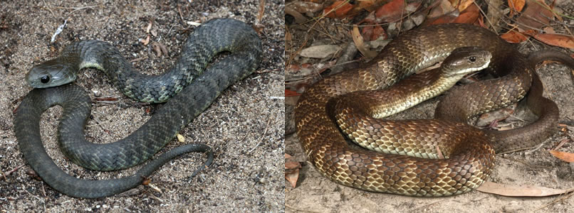 Eastern Tiger Snake