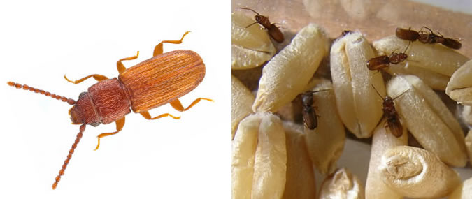 Flat Grain Beetle