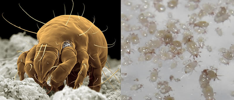 Flour Mite / Grain Mite