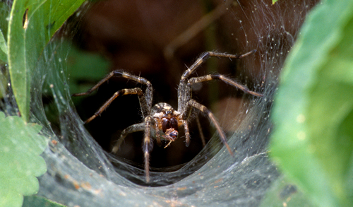 Funnel-Web Spider