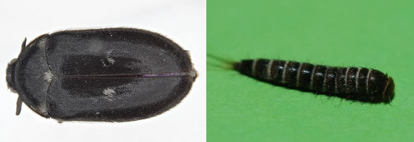 Fur or carpet Beetle