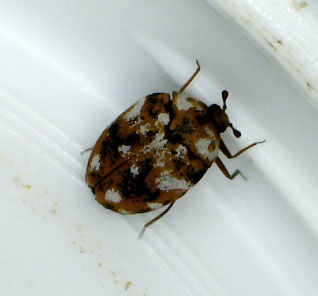 Furniture Carpet Beetle Adult