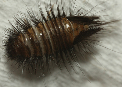 Furniture Carpet Beetle Adult