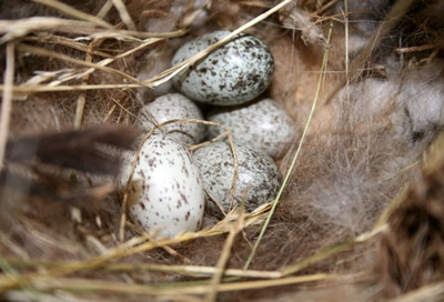 House Sparrow Eggs