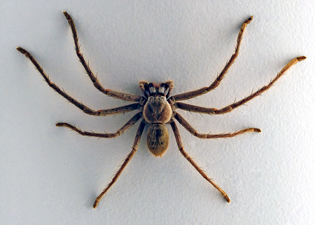 Huntsman Spider