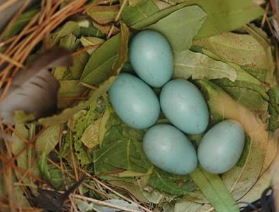 Indian Myna Eggs