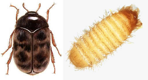 Khapra Beetle