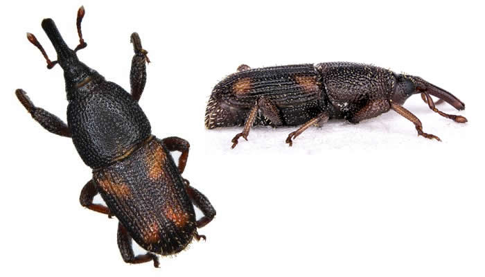 Maize Weevil