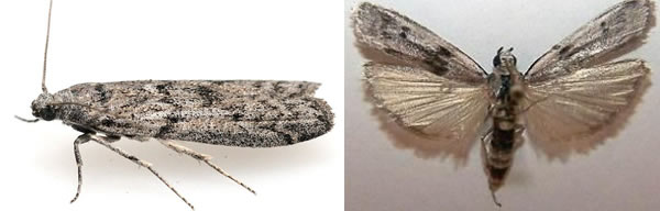 Mediterranean Flour Moth