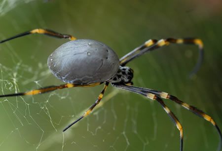 Orb Weaving Spider