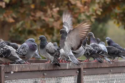 Pigeon Flock