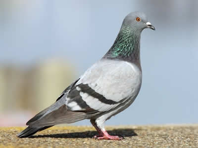 Pigeon