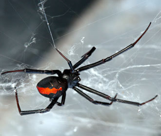 Red-Back Spider