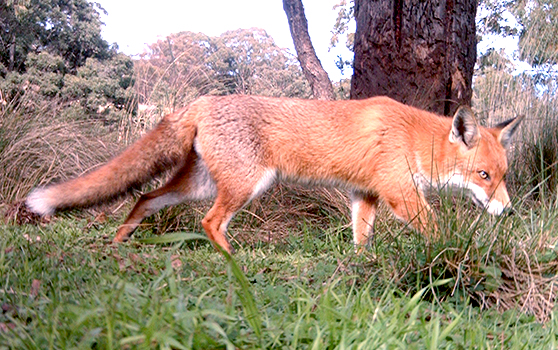 Red Fox