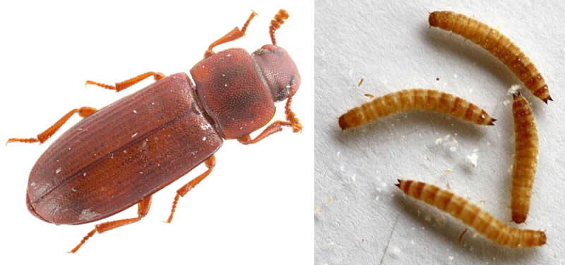 Rust-red Flour Beetle
