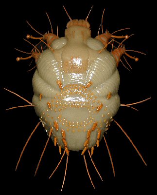 Scabies Mite