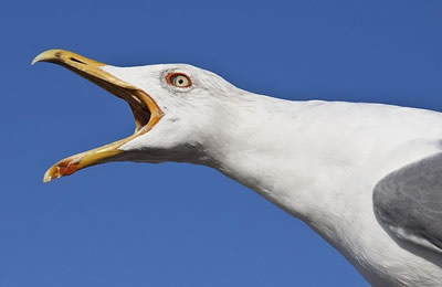 Seagull