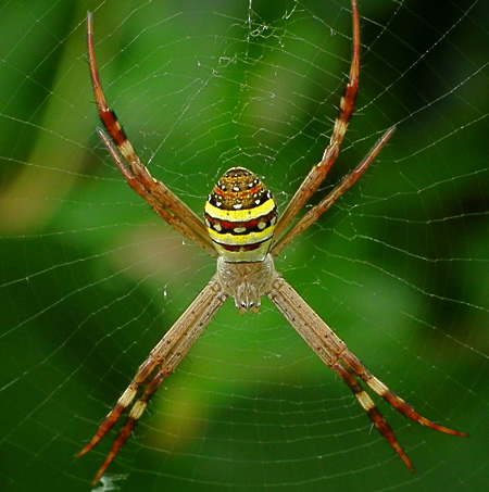 St Andrews Cross Spider