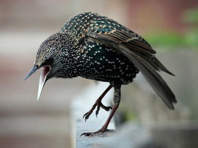 Starling