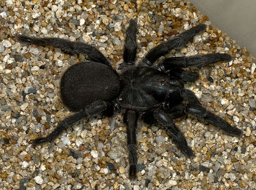 Trap-Door Spider