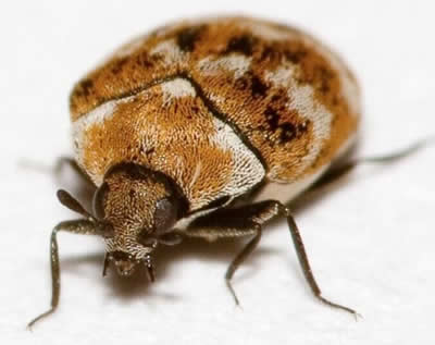 Variegated Carpet Beetle Adult