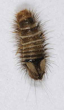 Variegated Carpet Beetle Larvae