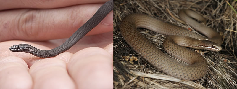 White Lipped Snake