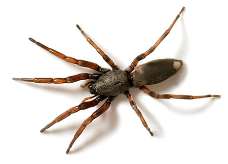 White-Tail Spider